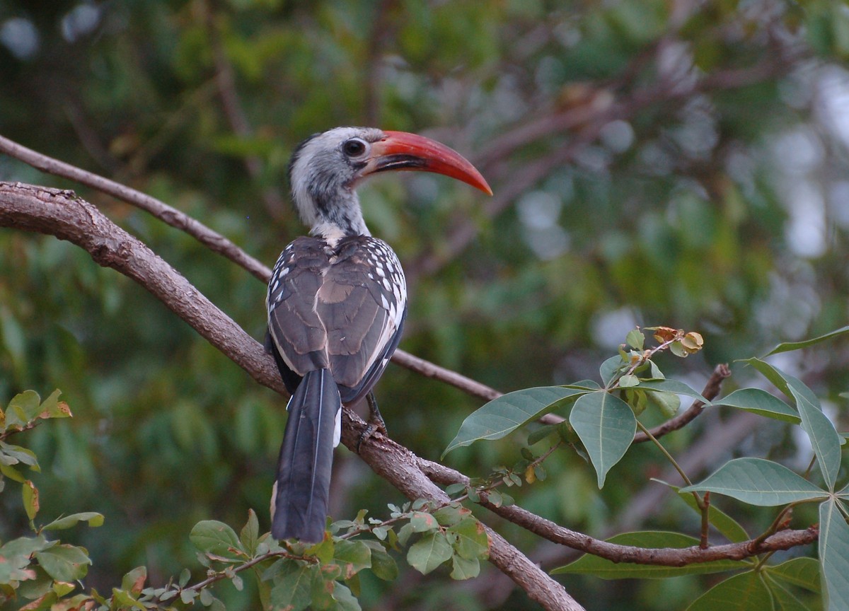 Northern Red-billed Hornbill - ML637591749