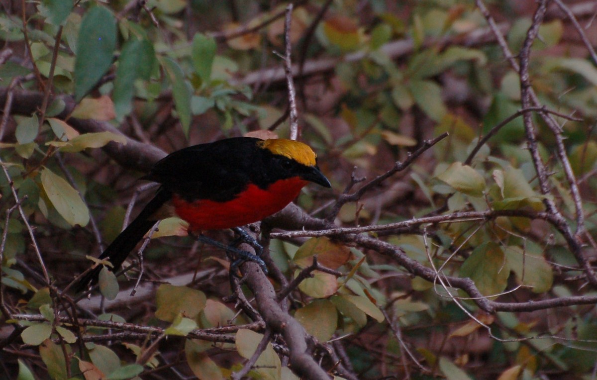 Yellow-crowned Gonolek - ML637591759
