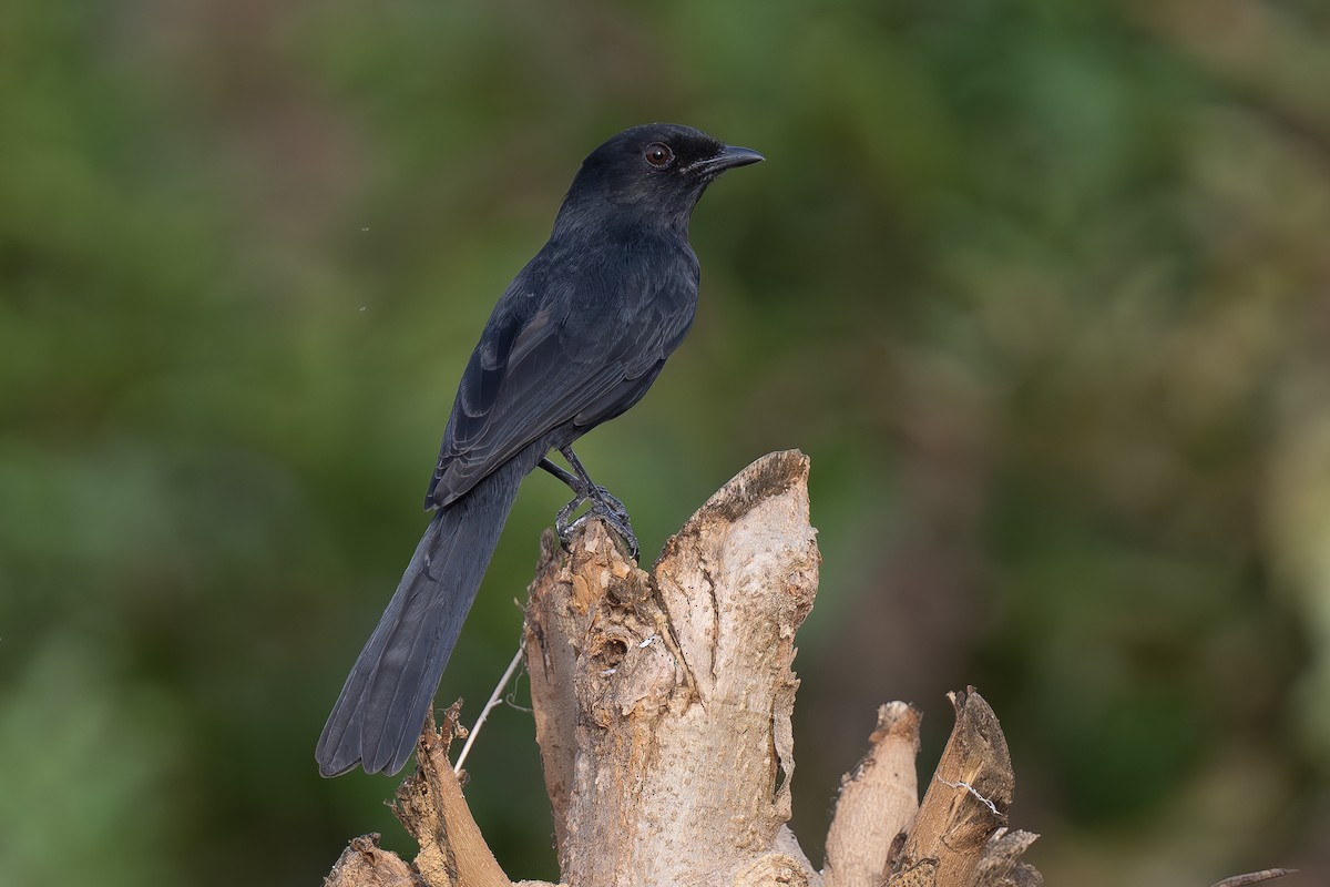 Northern Black-Flycatcher - ML637591760
