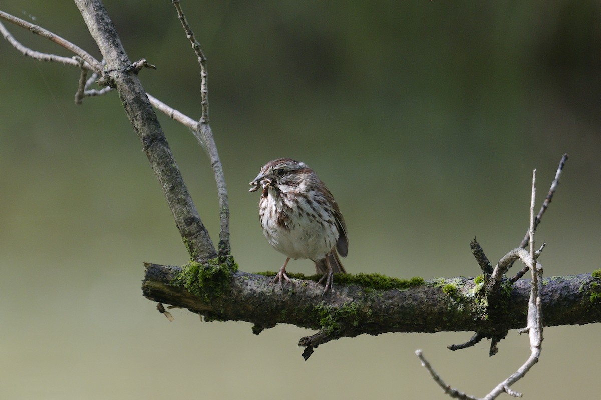 Song Sparrow - ML637591762