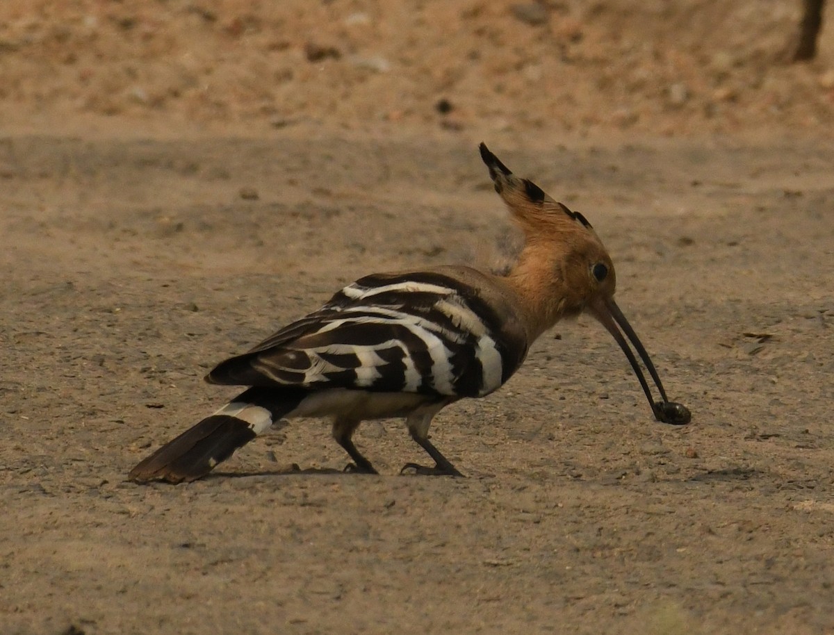 Eurasian Hoopoe - ML637591779