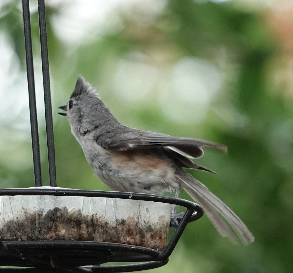 Tufted Titmouse - ML637591790