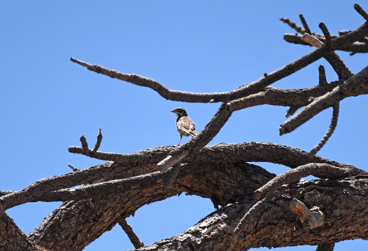 Lark Sparrow - ML637591793