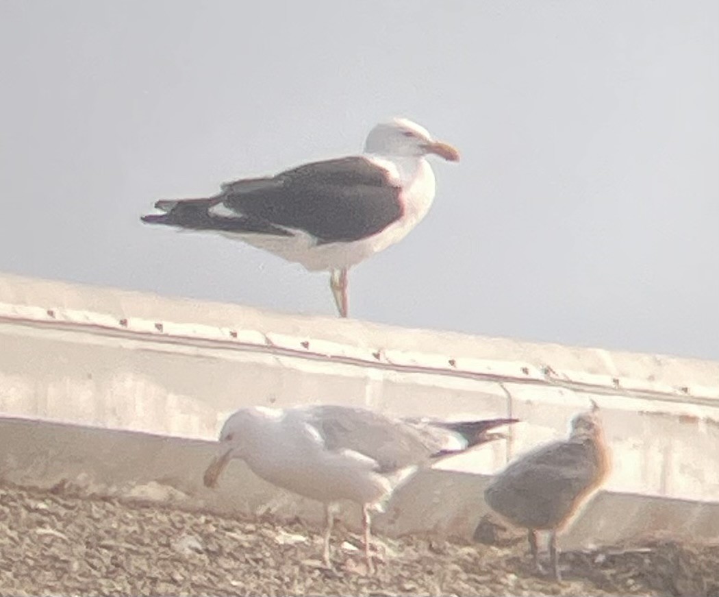 Kelp Gull - ML637591800