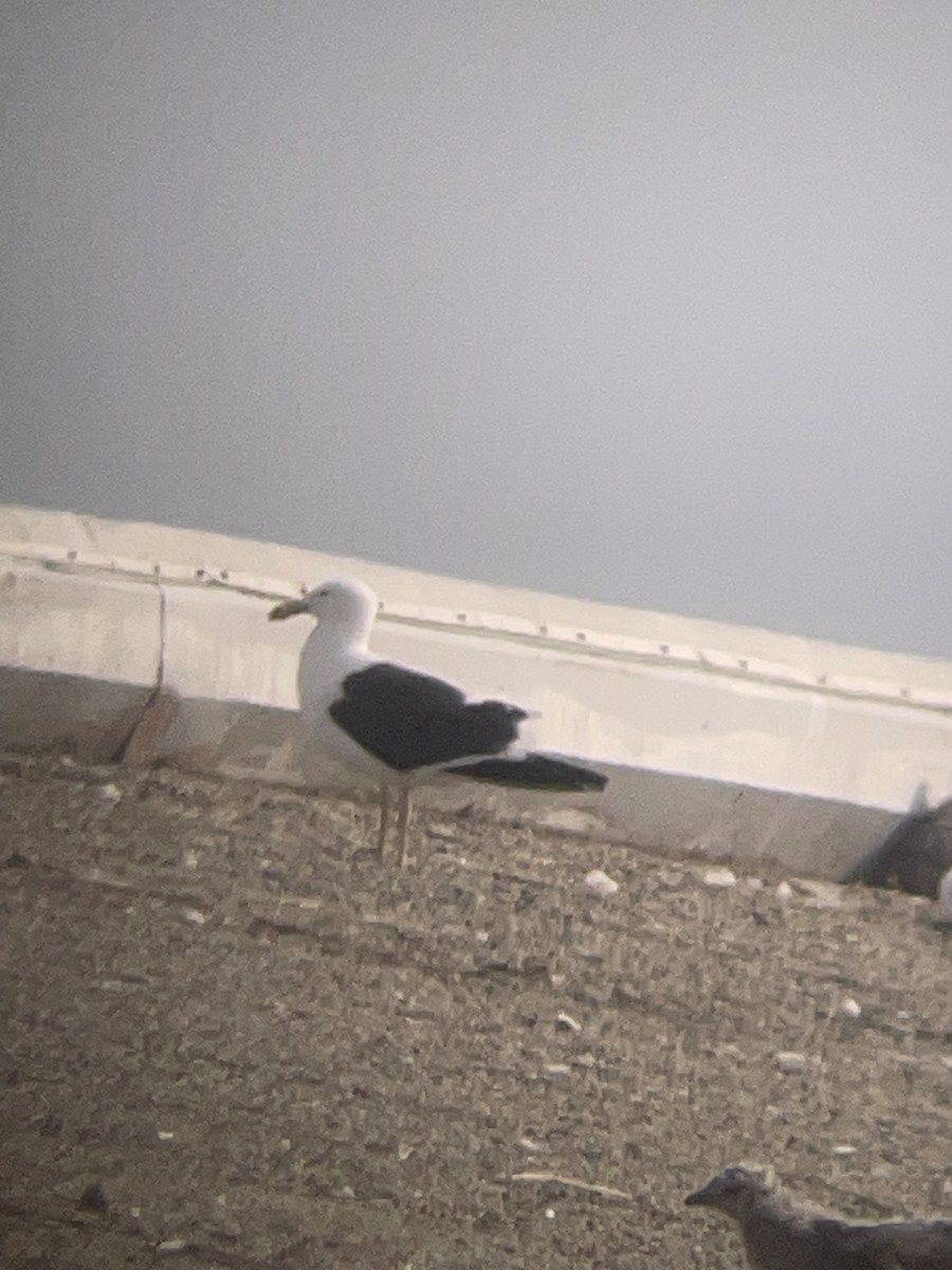 Kelp Gull - ML637591801