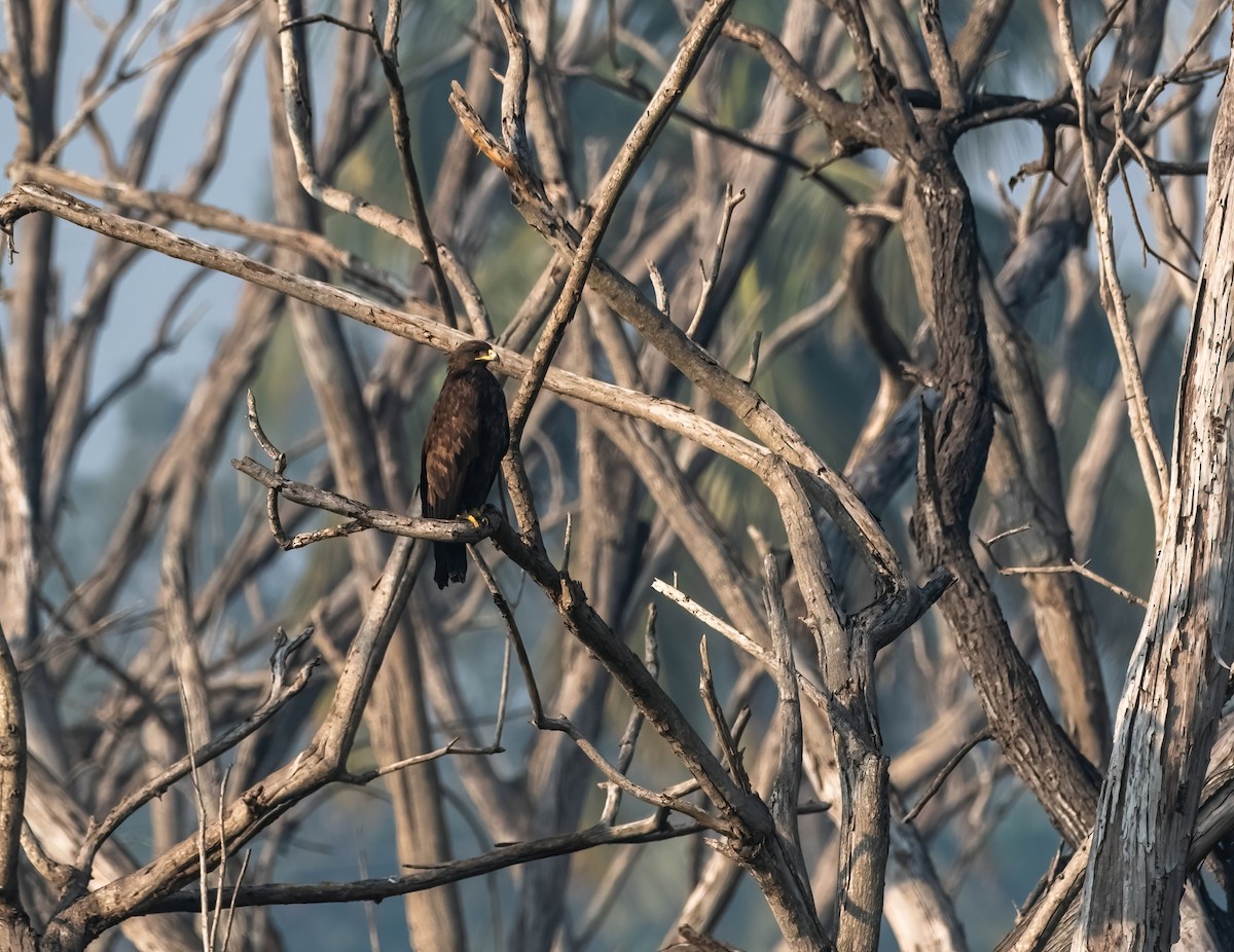 Greater Spotted Eagle - ML637591803