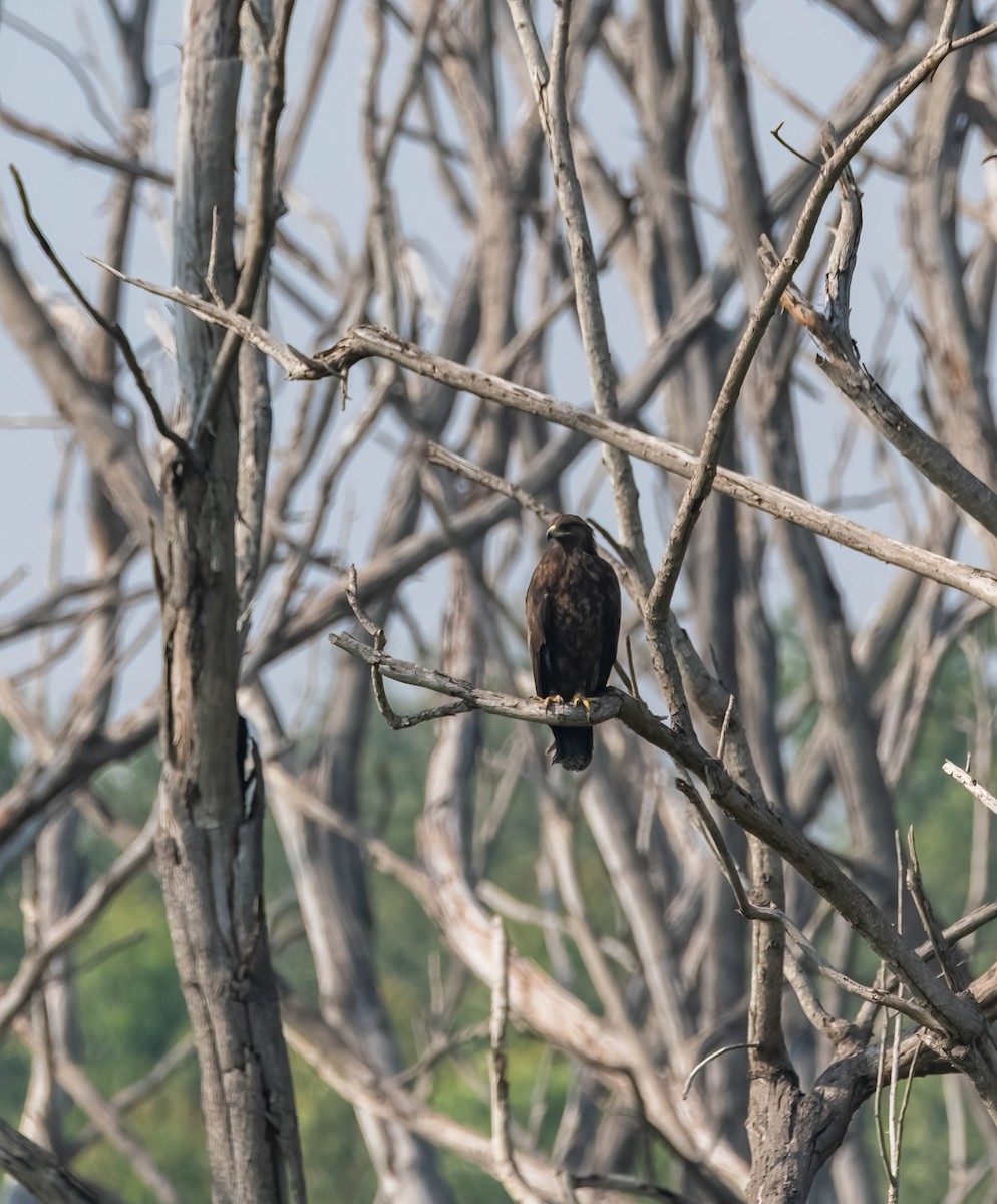 Greater Spotted Eagle - ML637591804
