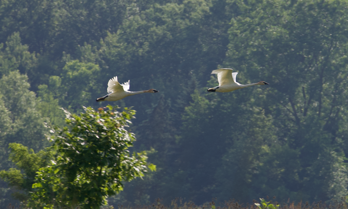Trumpeter Swan - ML637591812