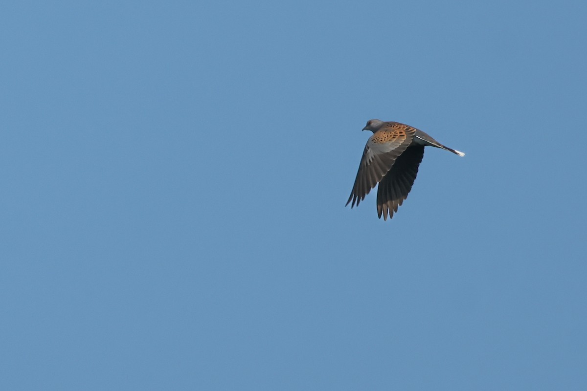 European Turtle-Dove - ML637591817