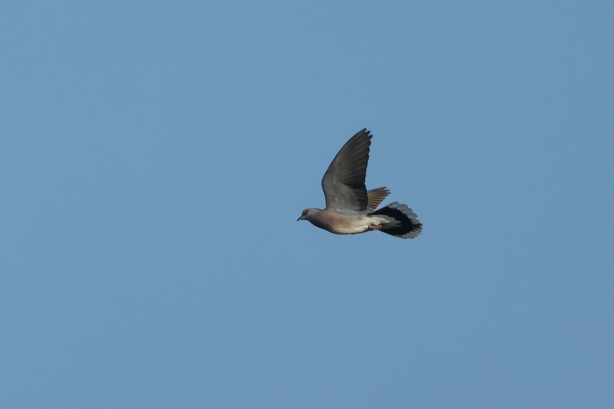 European Turtle-Dove - ML637591818