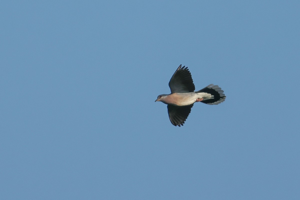 European Turtle-Dove - ML637591819