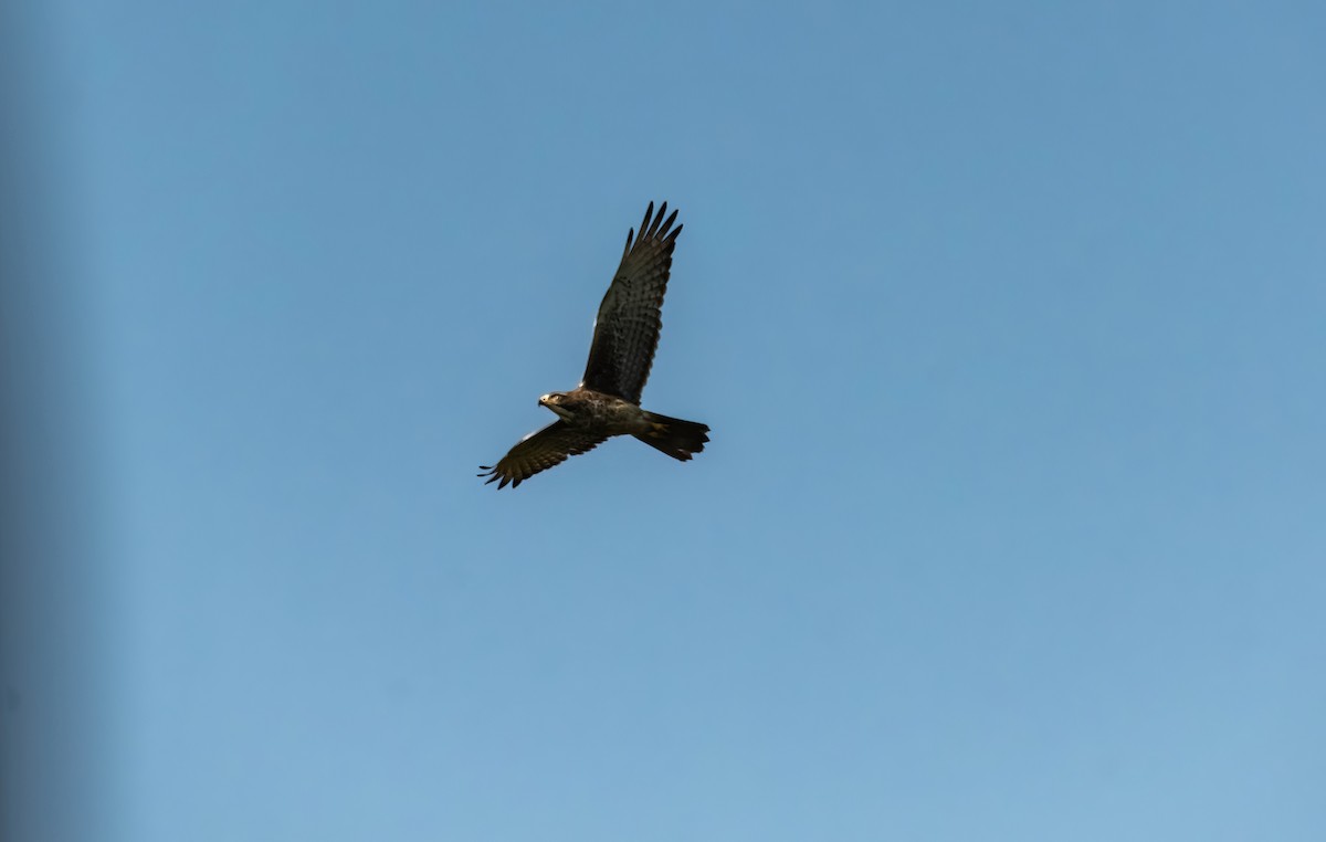 White-eyed Buzzard - ML637591833