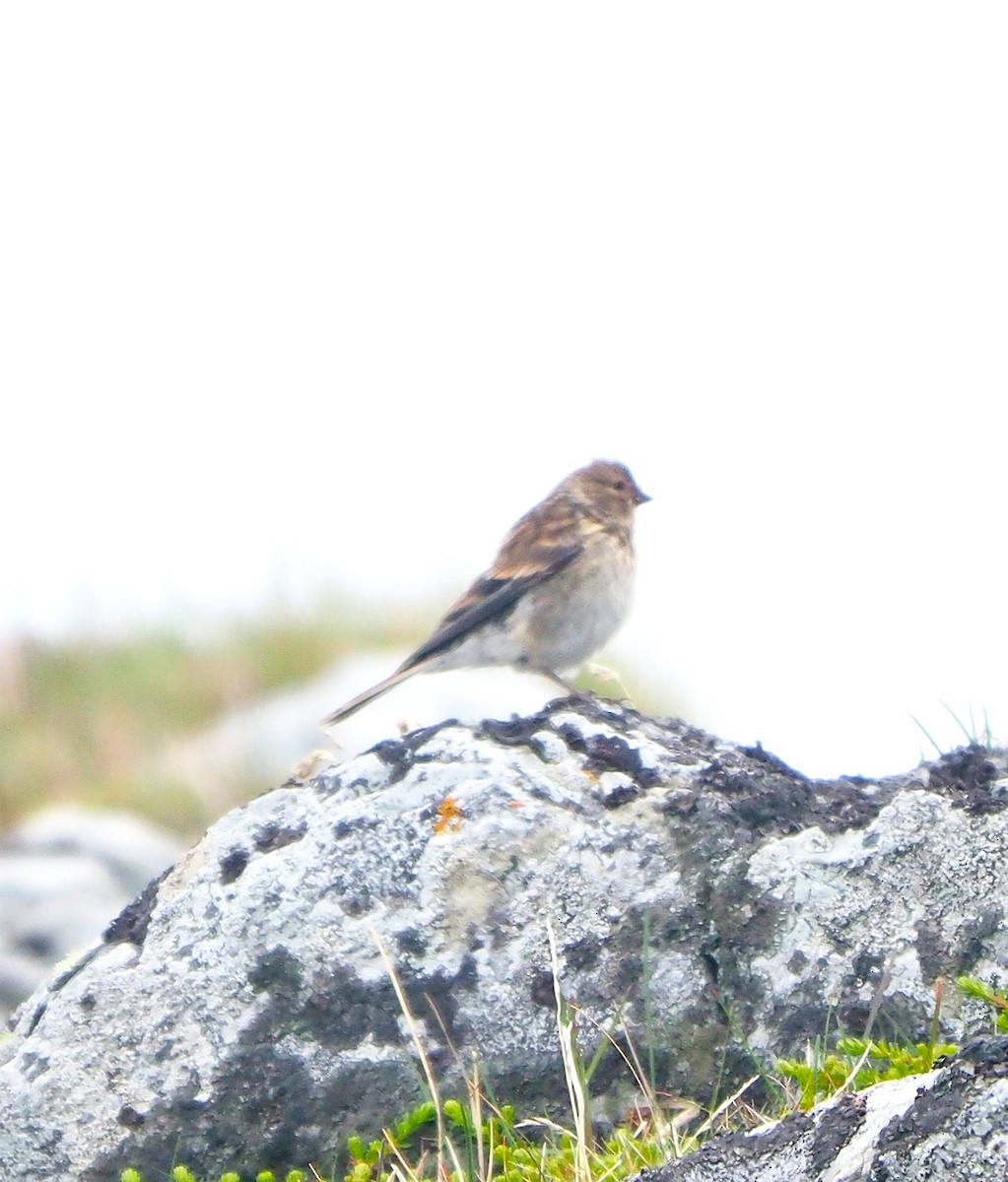 Twite - ML637591835