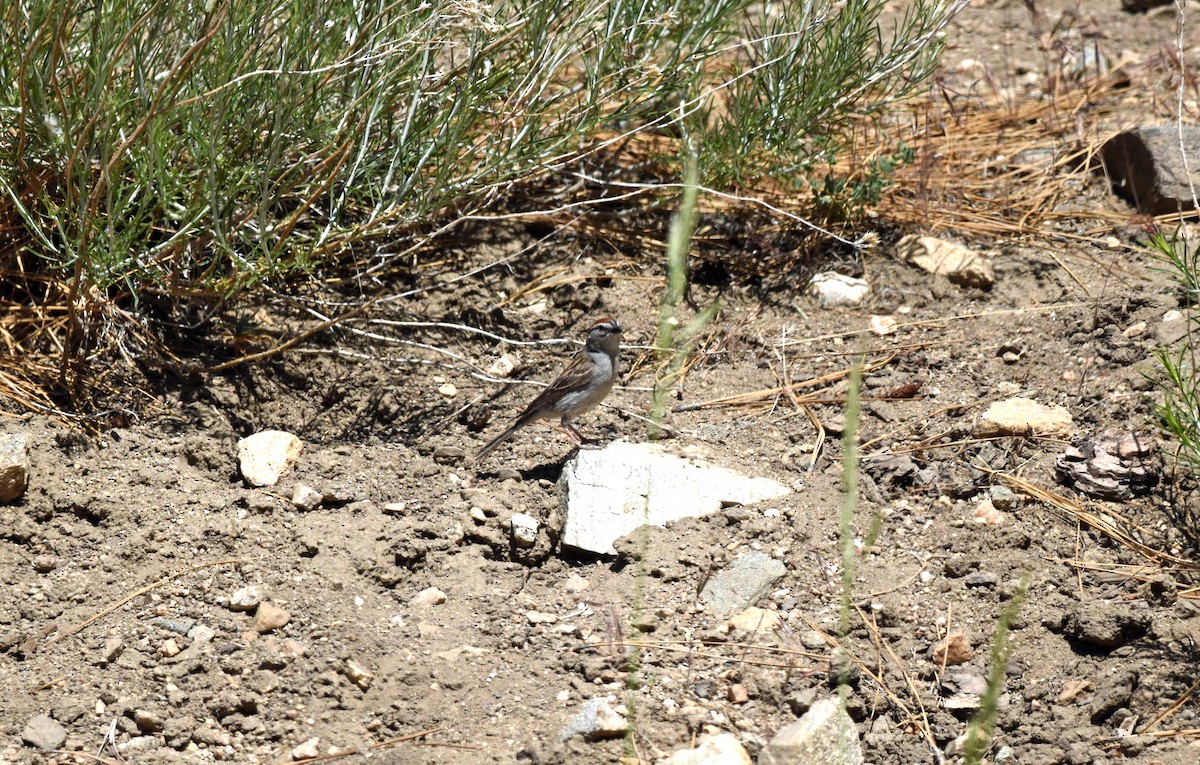 Chipping Sparrow - ML637591840