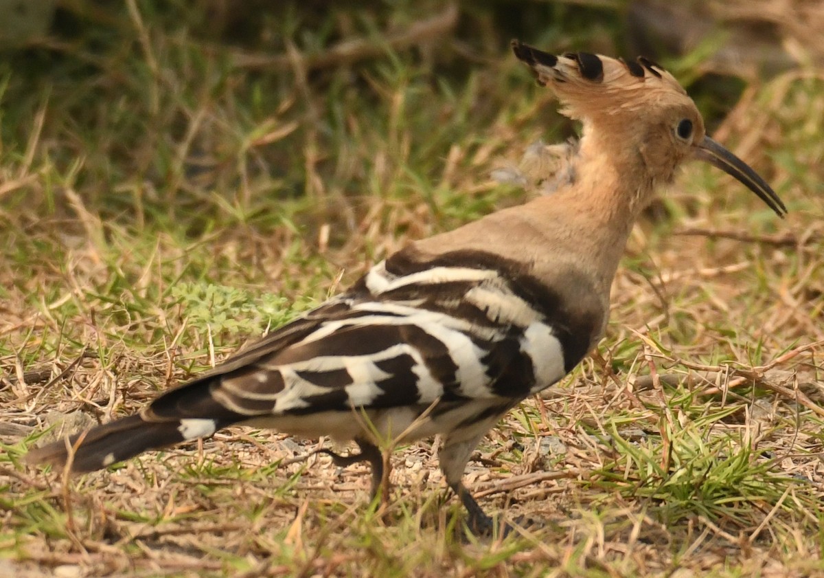 Eurasian Hoopoe - ML637591847
