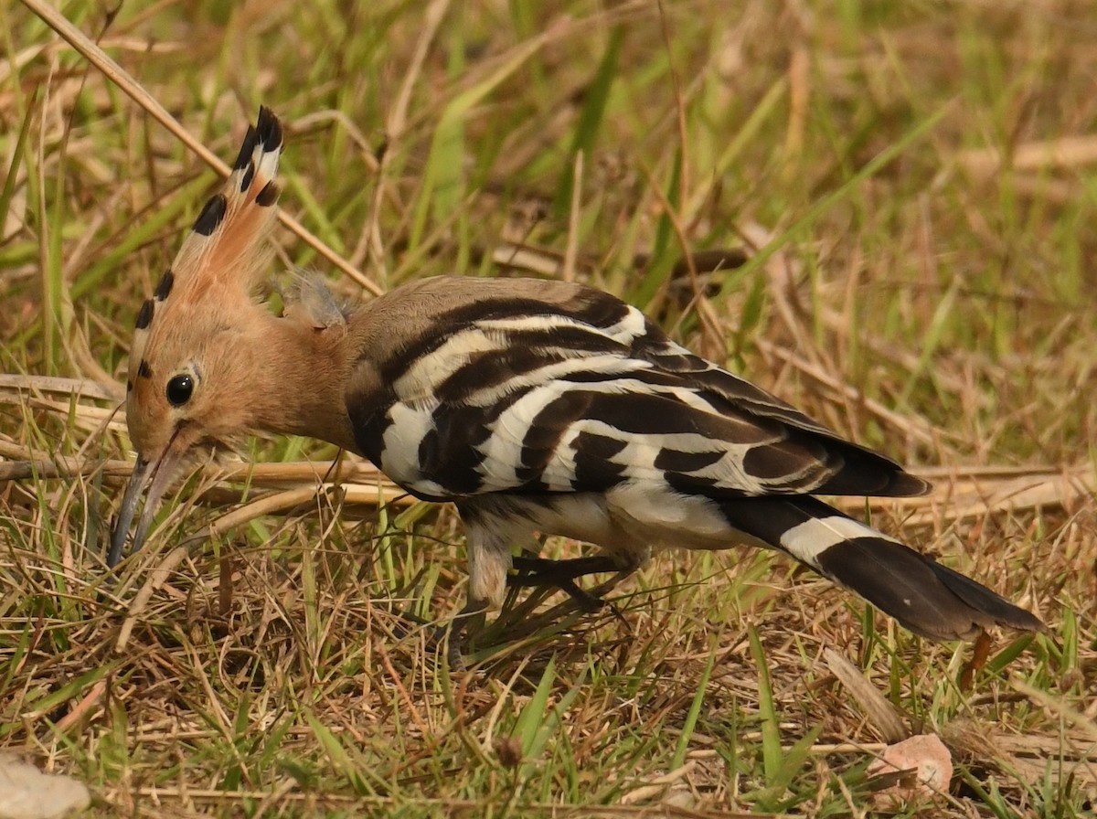 Eurasian Hoopoe - ML637591848