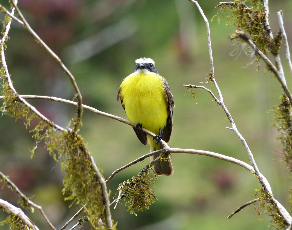 Social Flycatcher - ML637591852