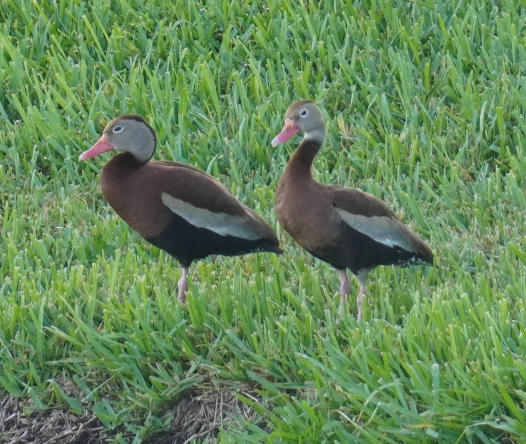 Black-bellied Whistling-Duck - ML637591878