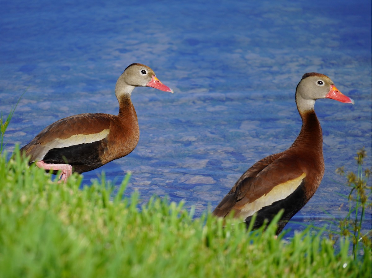 Black-bellied Whistling-Duck - ML637591879