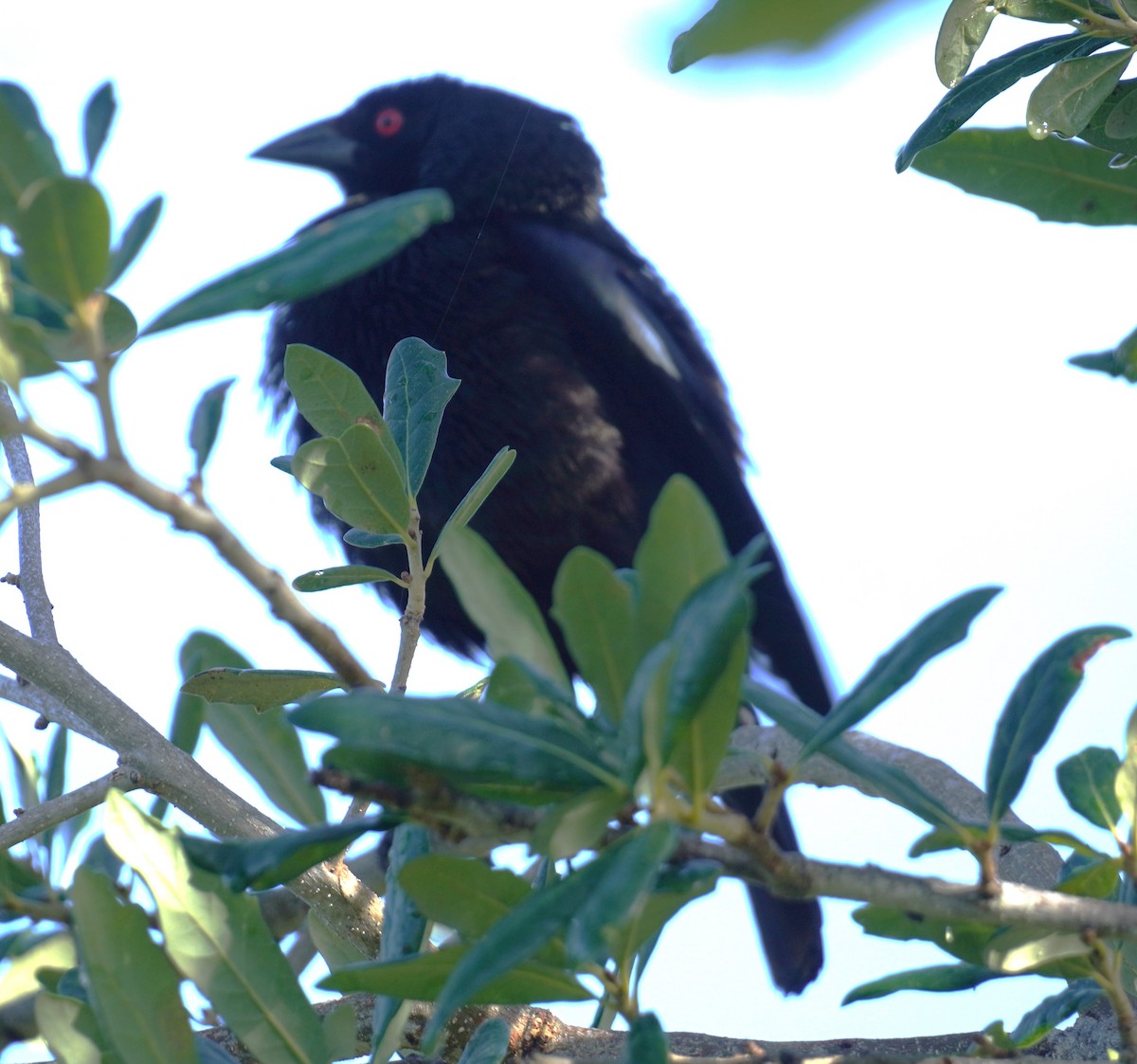 Bronzed Cowbird - ML637591888