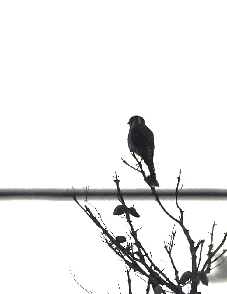 American Kestrel - ML637591911