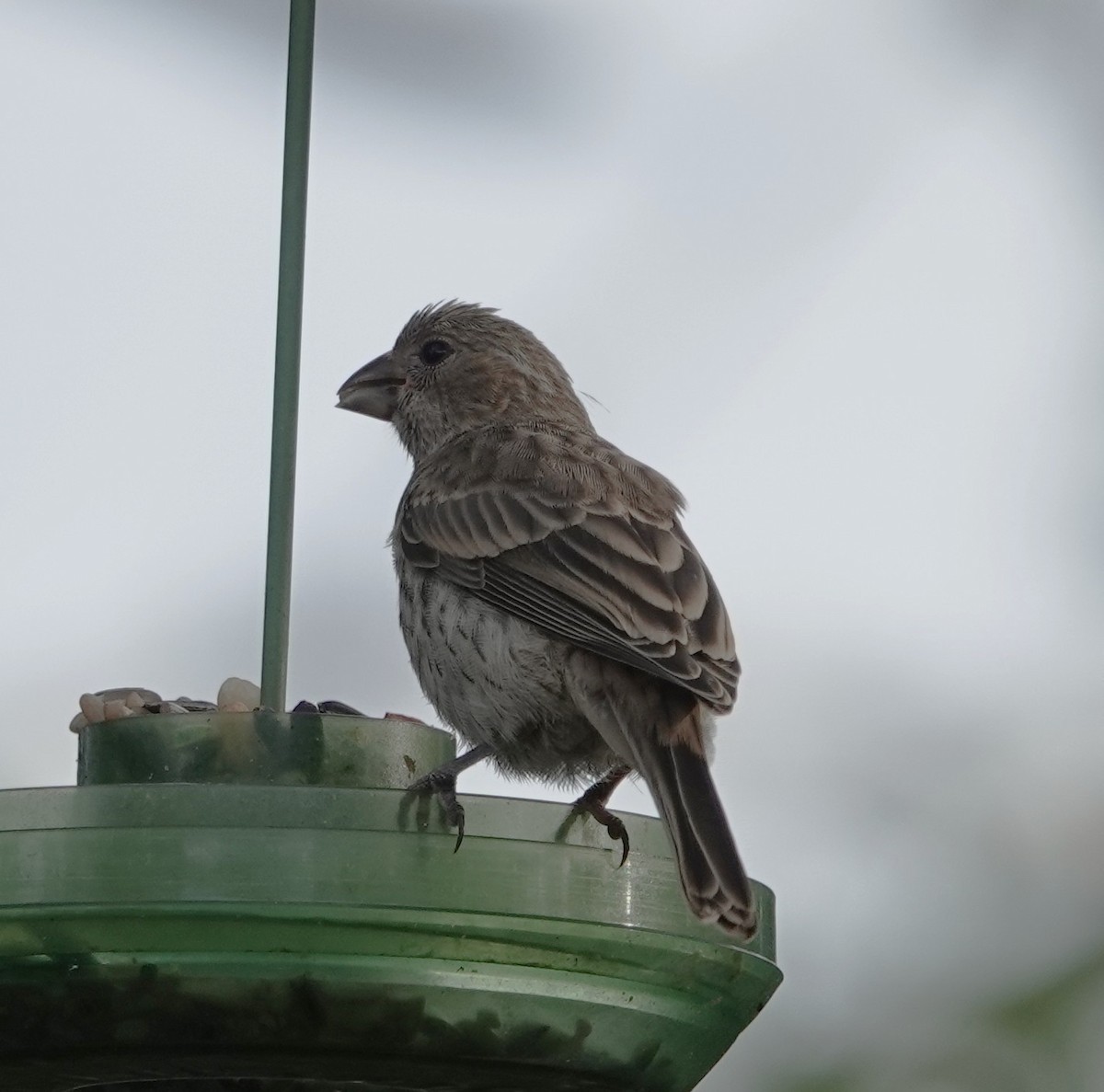 House Finch - ML637591955