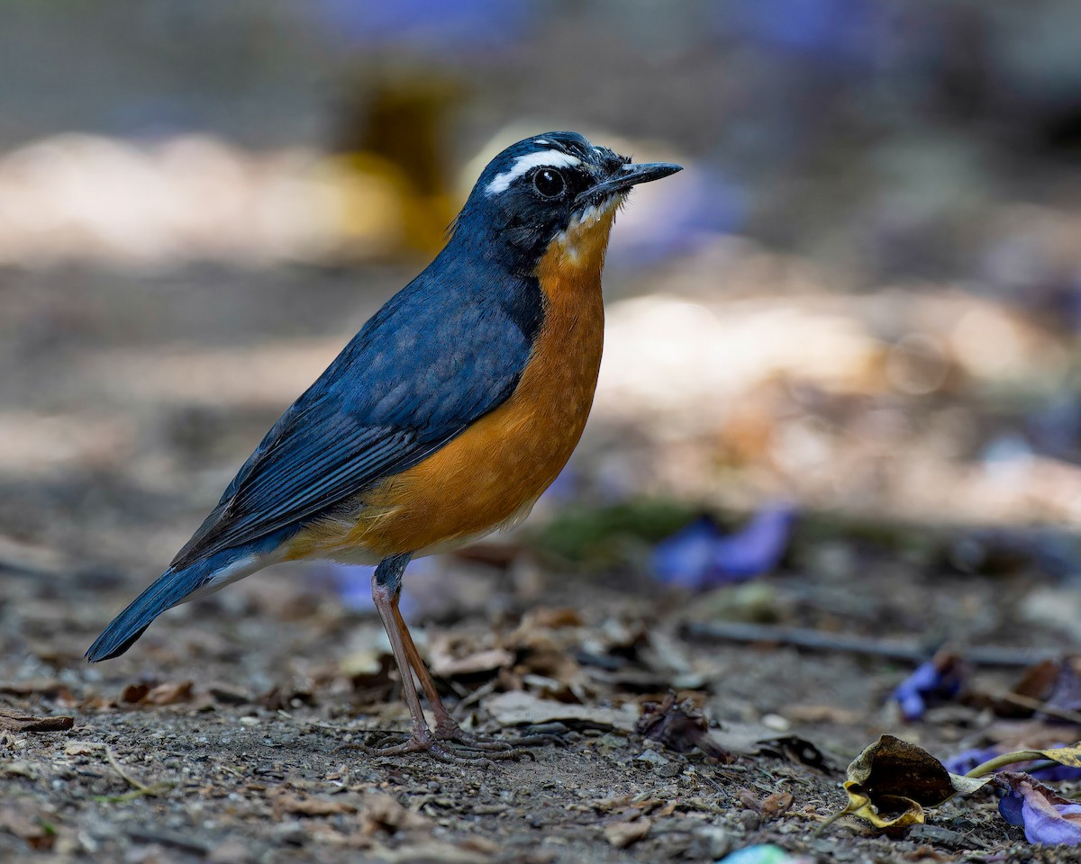 Indian Blue Robin - ML637592003