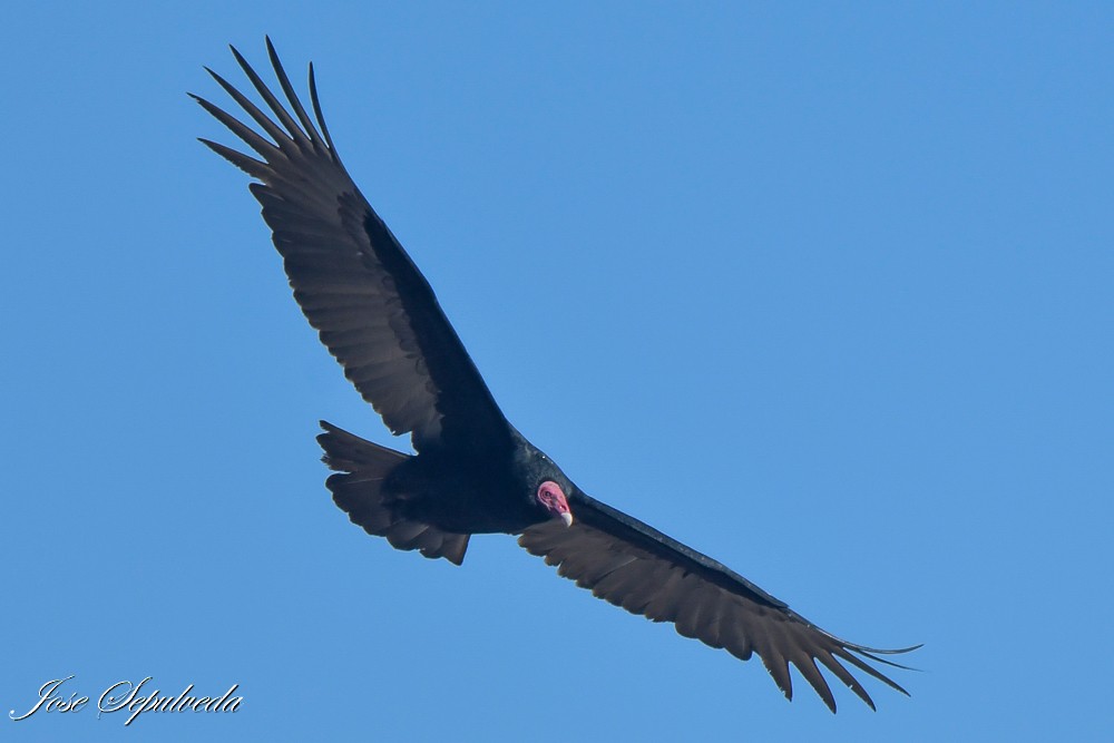 Turkey Vulture - ML637592049