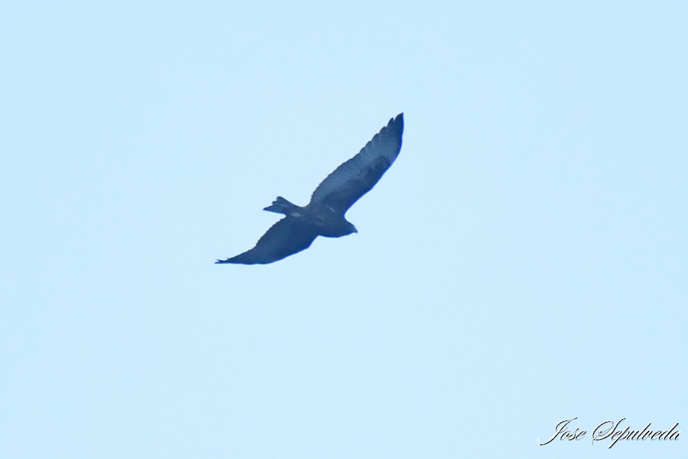Variable Hawk - ML637592075
