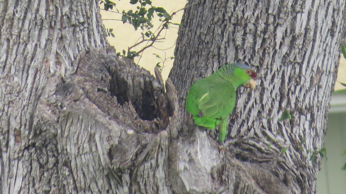 Lilac-crowned Amazon - ML637592081