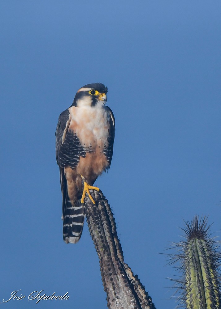 Aplomado Falcon - ML637592099