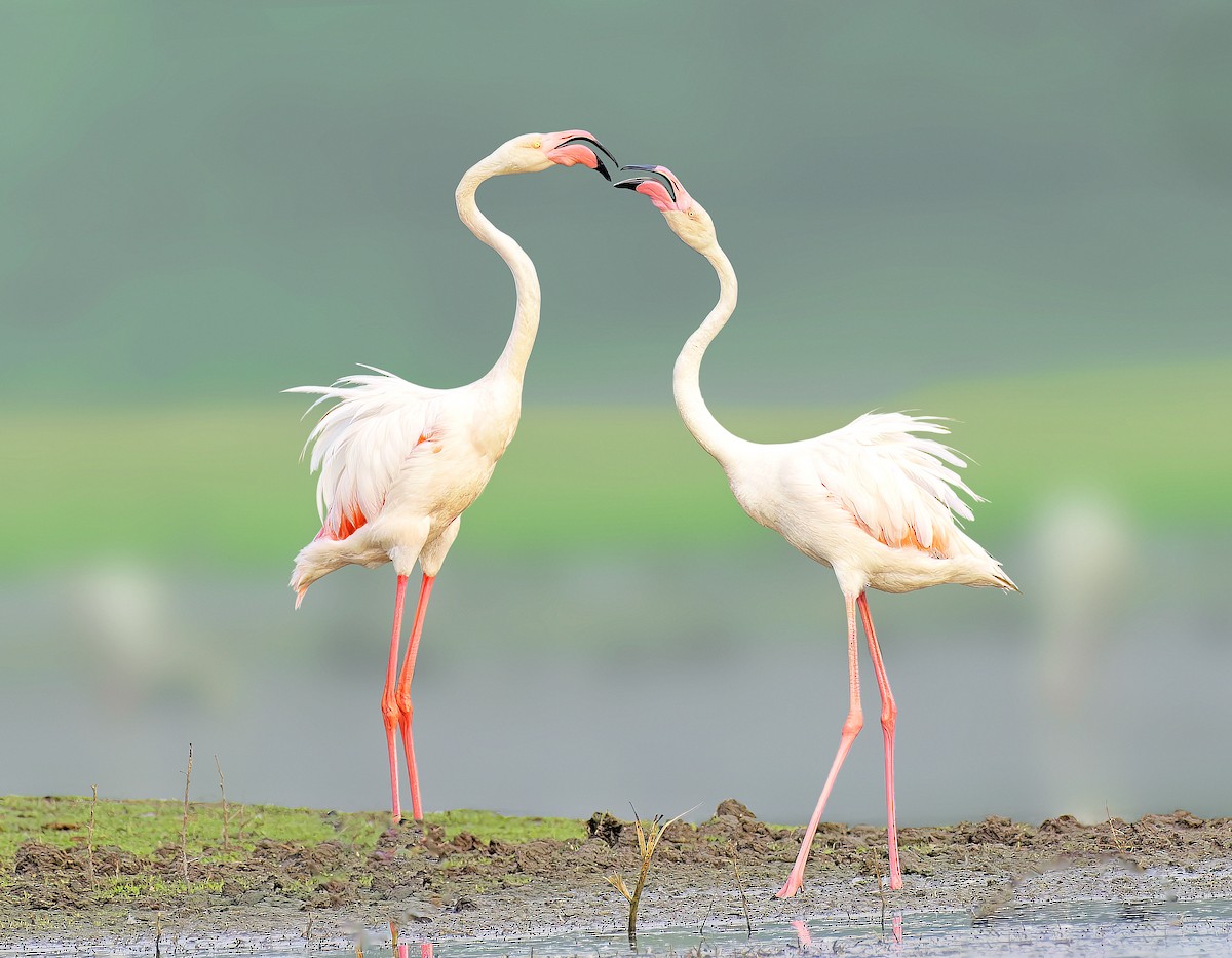 Greater Flamingo - ML637592153