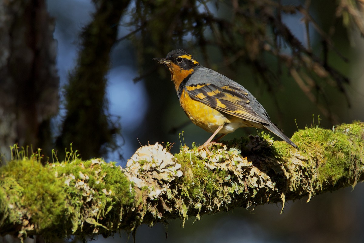 Varied Thrush - ML637592159