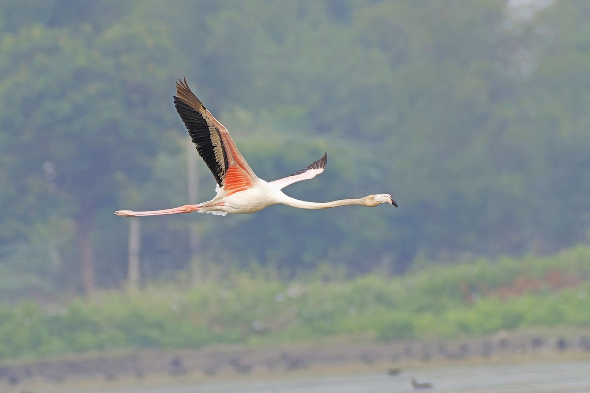 Greater Flamingo - ML637592161