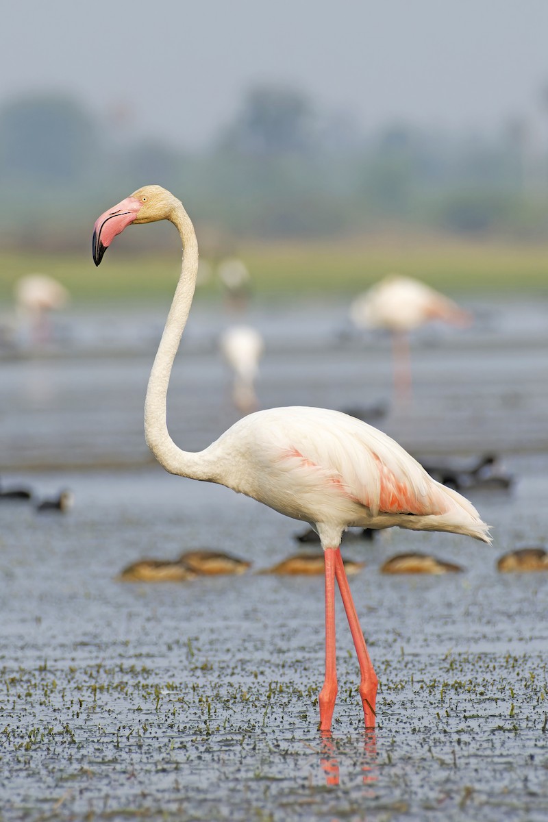 Greater Flamingo - ML637592162