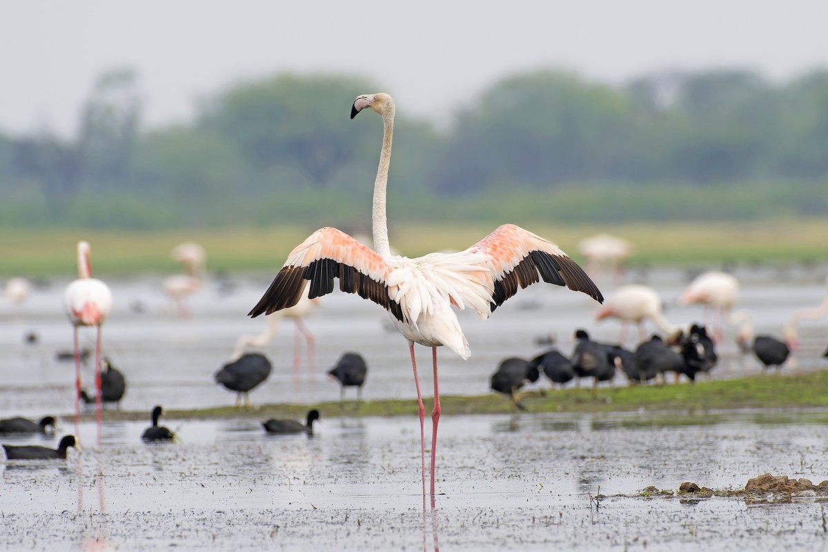 Greater Flamingo - ML637592163