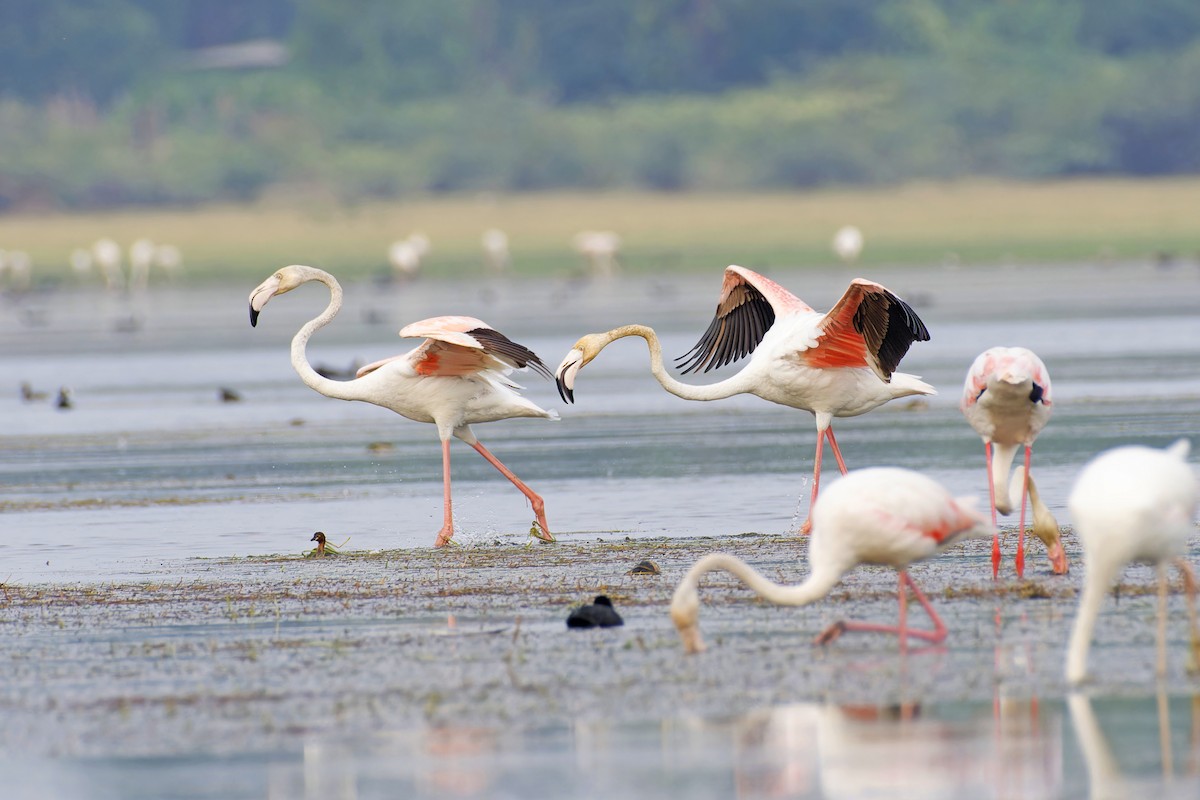 Greater Flamingo - ML637592164