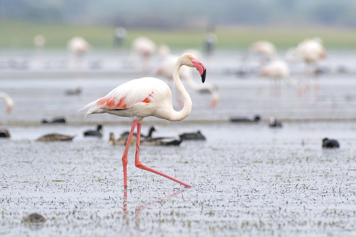 Greater Flamingo - ML637592165