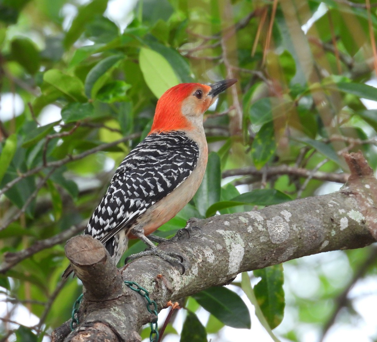 Red-bellied Woodpecker - ML637592175