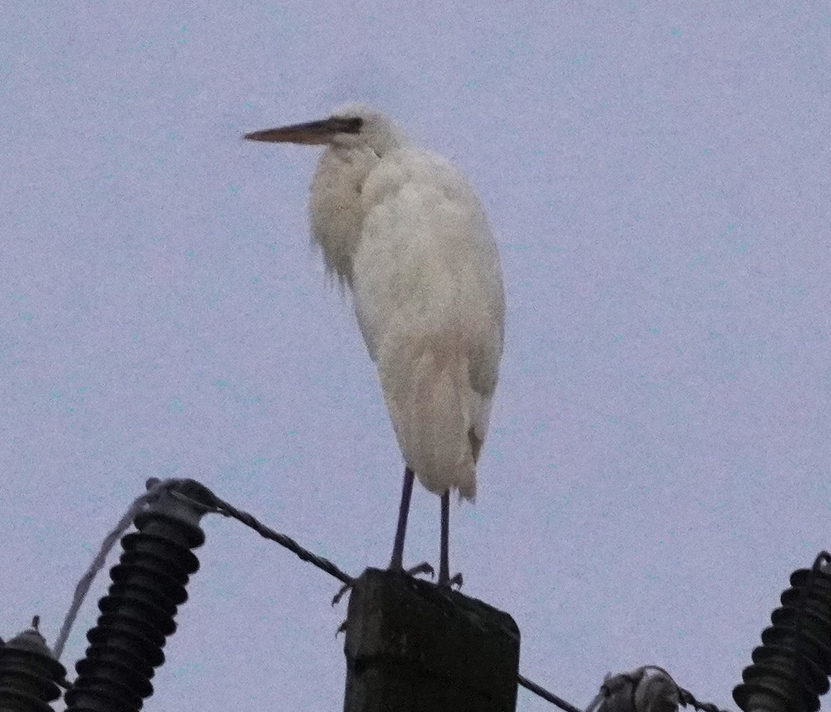 Great Blue Heron (Great White) - ML637592185