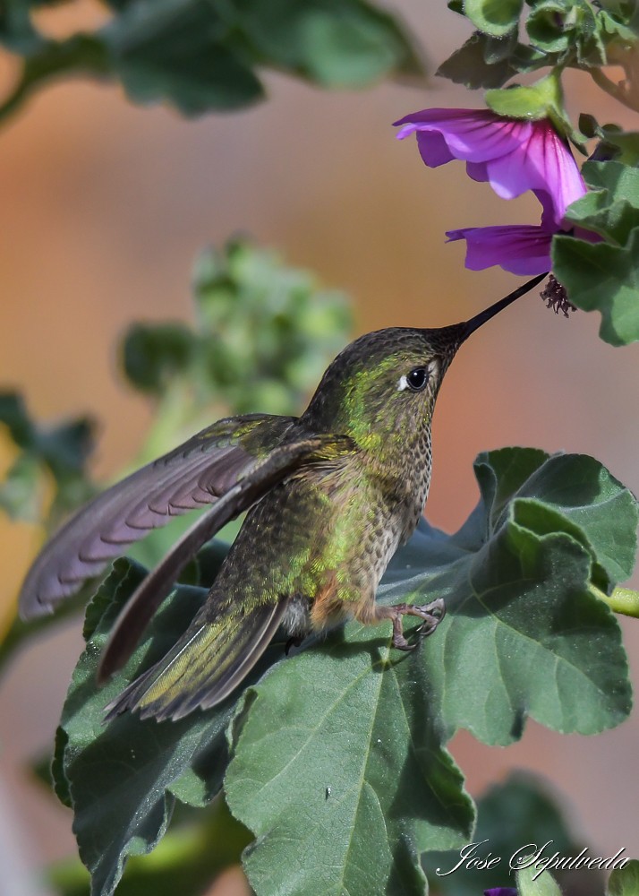 Green-backed Firecrown - ML637592189