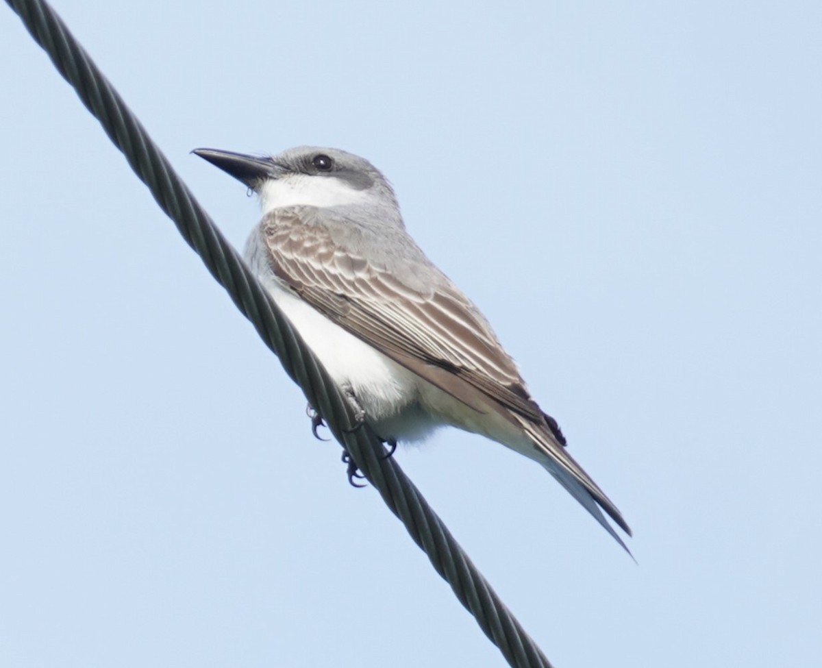 Gray Kingbird - ML637592195