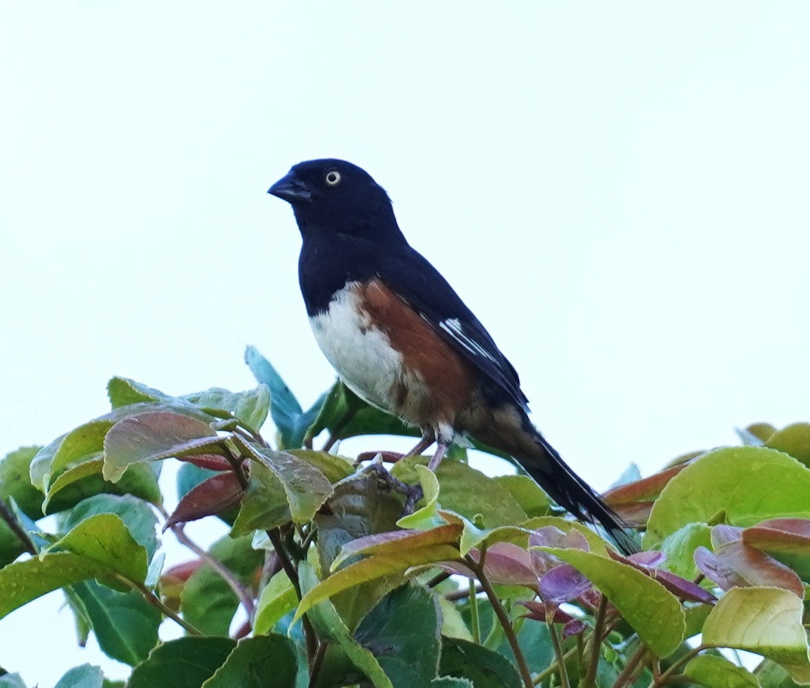 Eastern Towhee - ML637592206