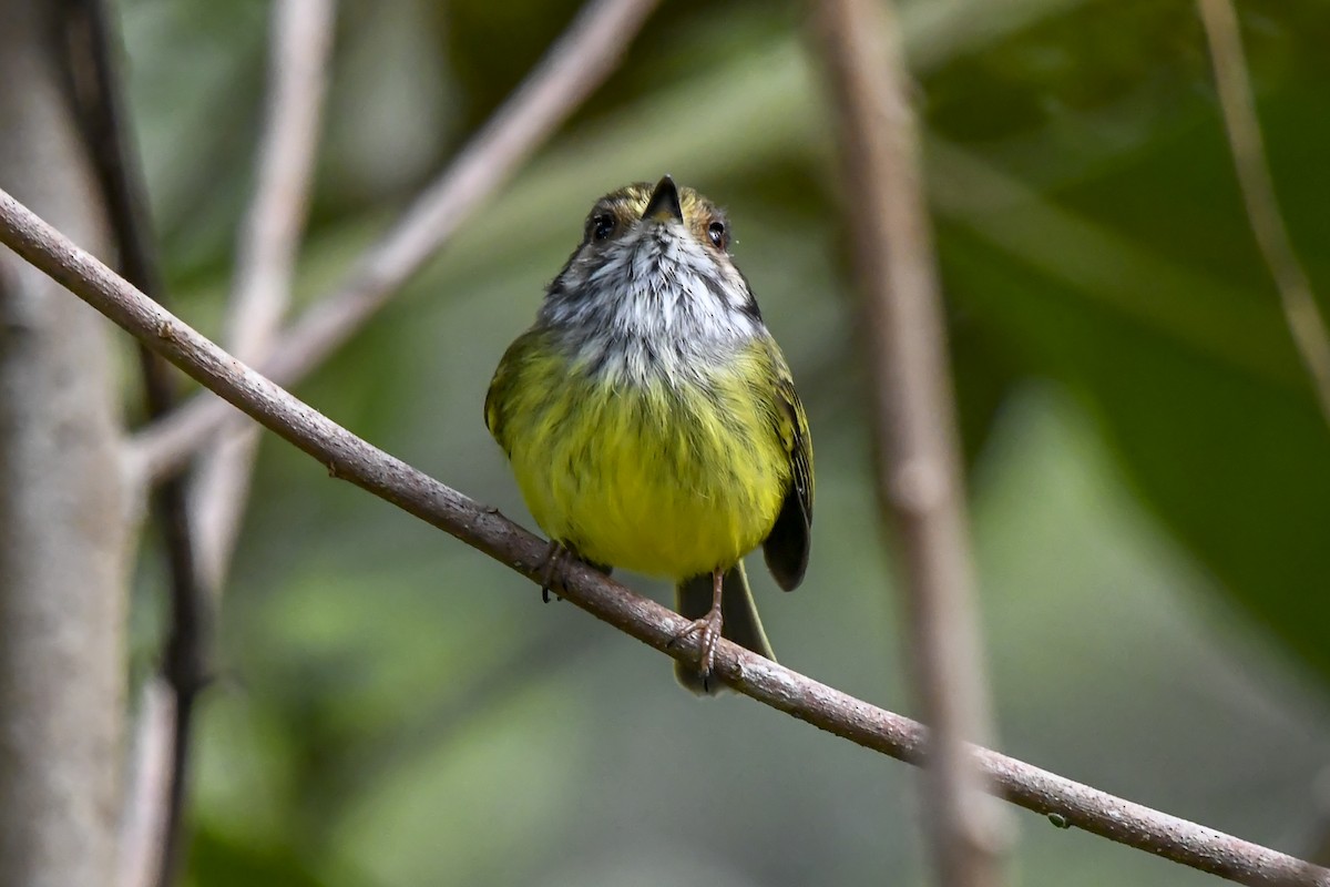 Eared Pygmy-Tyrant - ML637592207