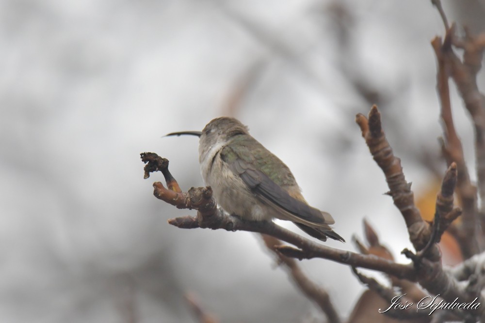Oasis Hummingbird - ML637592213