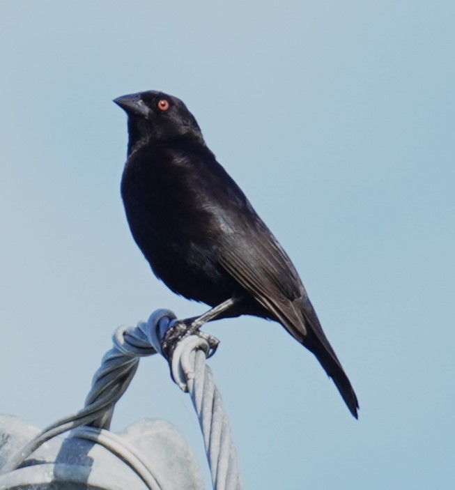 Bronzed Cowbird - ML637592214