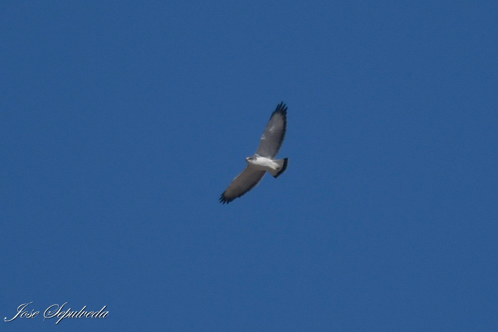 Variable Hawk - ML637592225