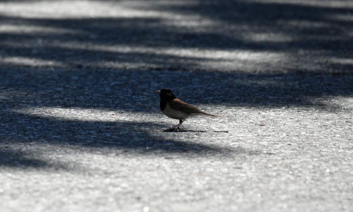 Dark-eyed Junco (Oregon) - ML637592231