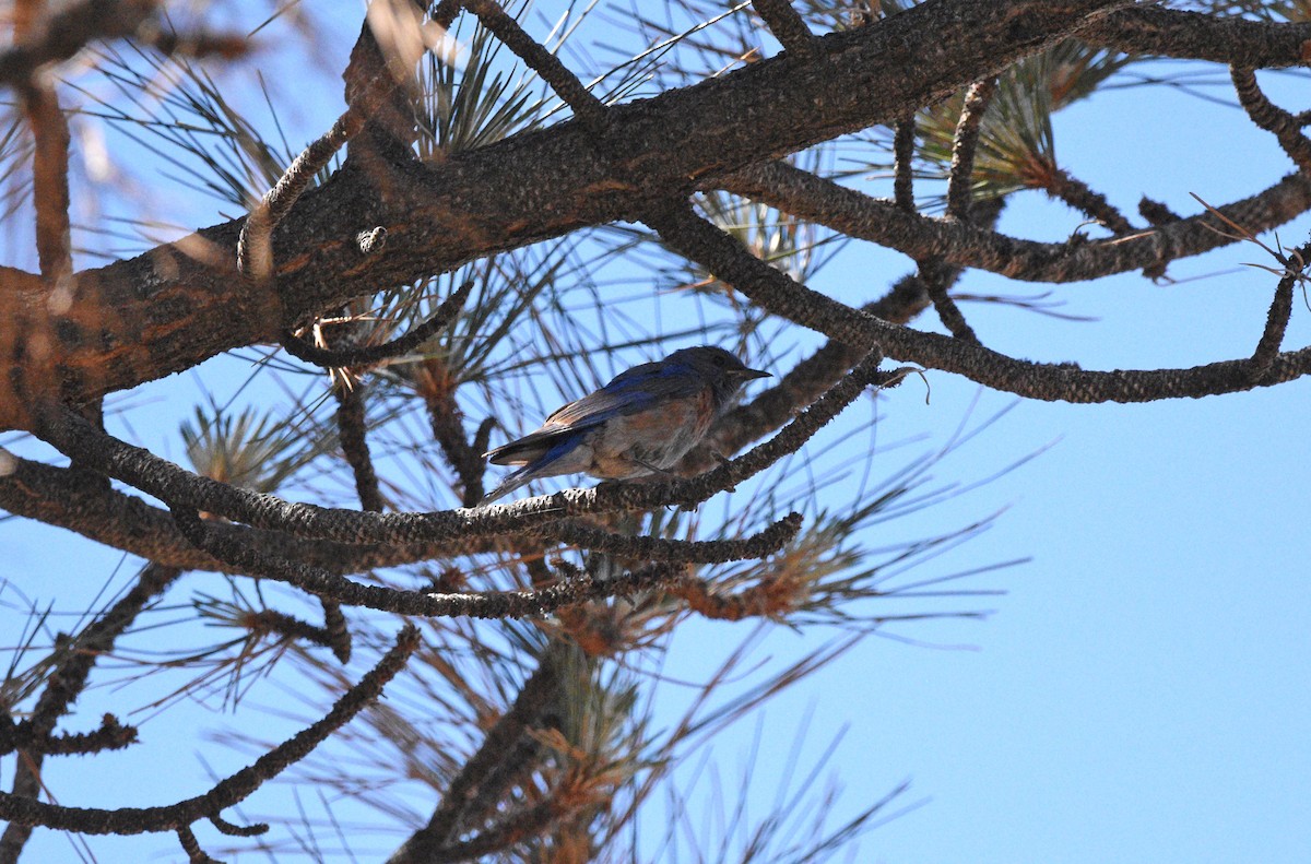 Western Bluebird - ML637592247