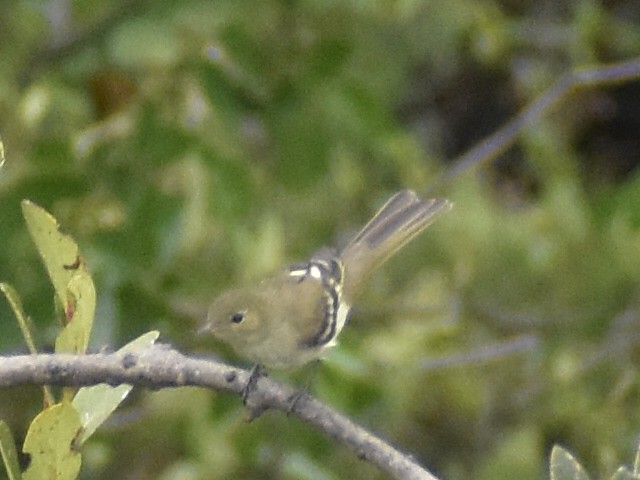 Mountain Elaenia - ML637592254